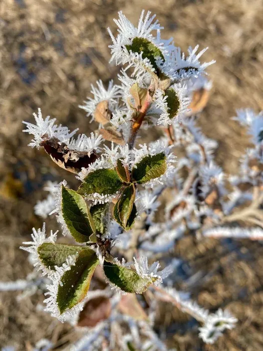 Ручьев Егор - 15 лет - Зимние узоры - МБОУ Гимназия 2