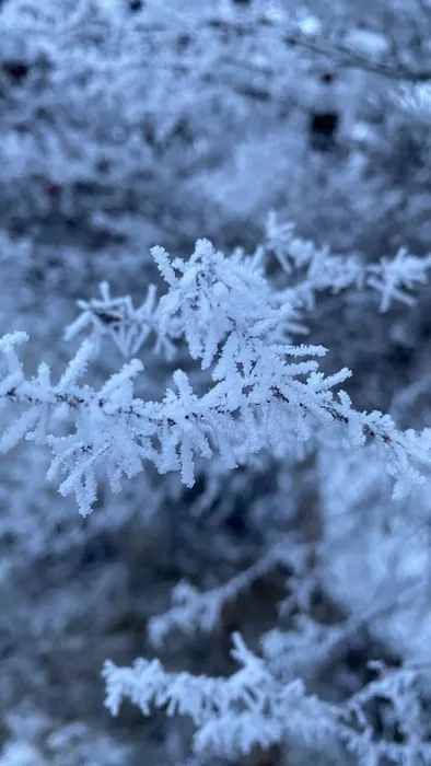 Кирюхина Анетта - 14 лет -Зимушка - МБОУ  Гимназия 2